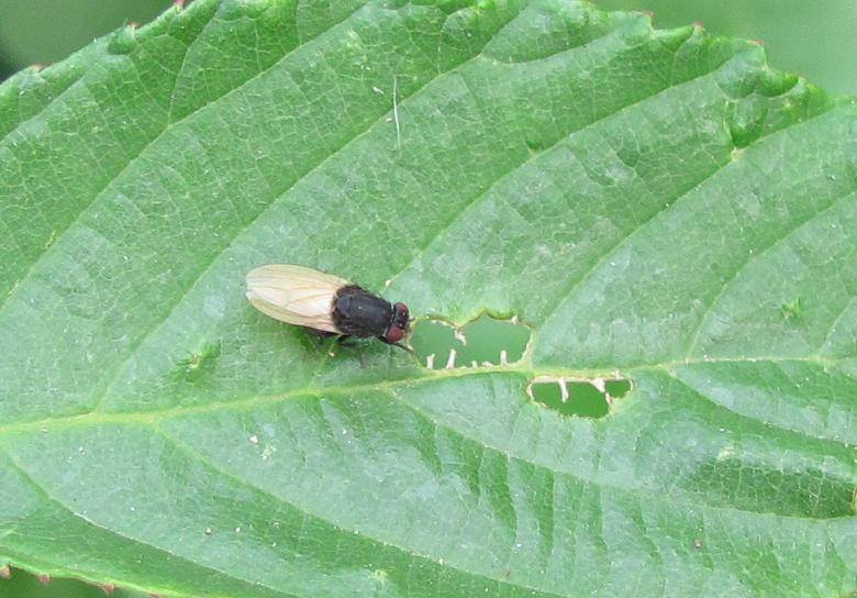Minettia longipennis (Lauxaniidae)